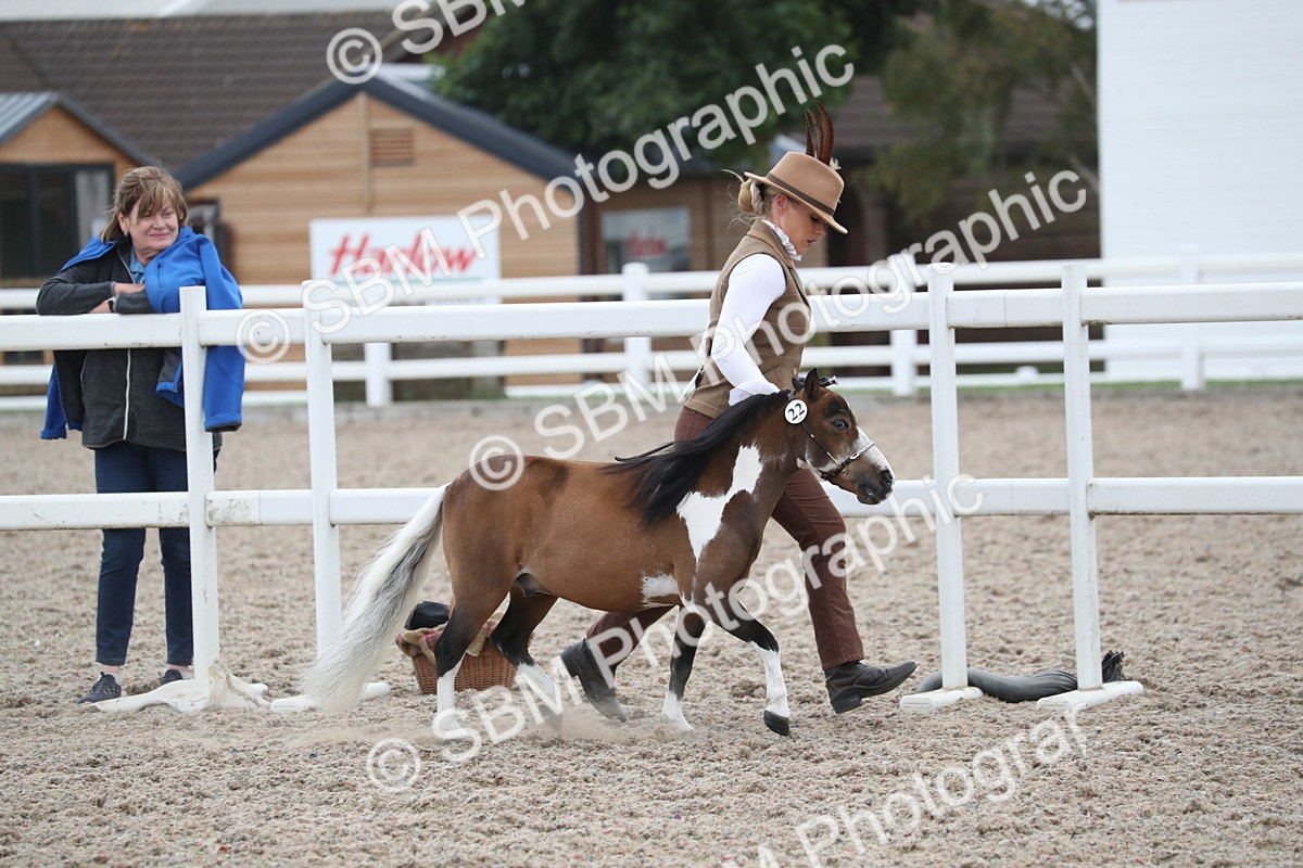 SBM_17939 - Class 317 IH Pure bred Horse/Pony