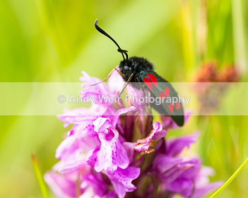 20150705-3K8A8993 - Insects