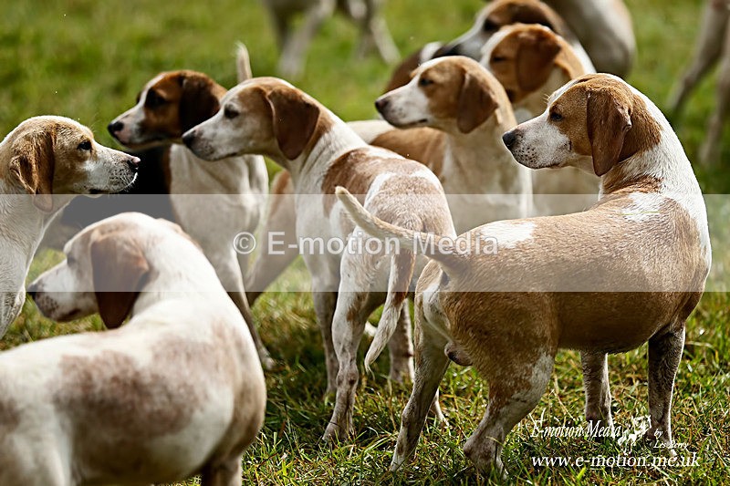_LES3790a - Dogs