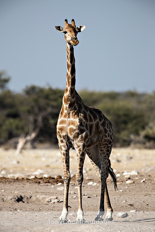 Giraffe (Angolan) - Etosha National Park ~ Mammals