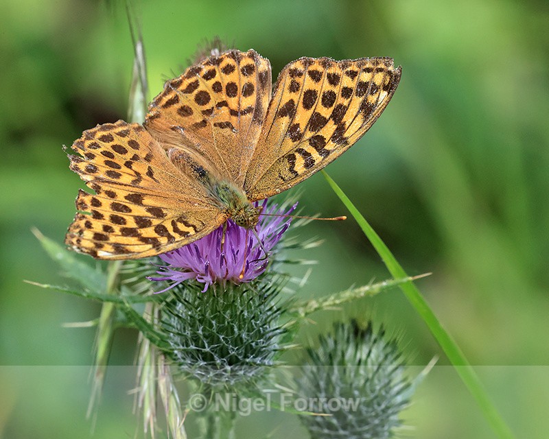 Dark Green Fritillary, Bernwood Forest, Oxfordshire, UK - INSECTS