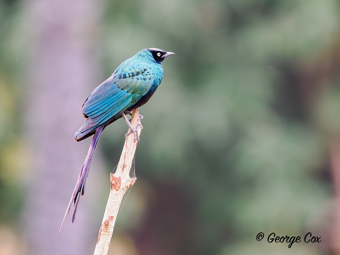 Long-tailed Glossy Starling - Gambia 2025