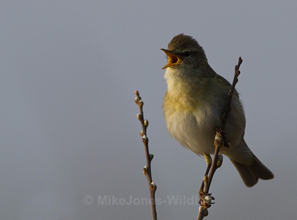 Willow Warbler, Loch Beg, Isle of Mull - ISLE OF MULL WILDLIFE, Wildlife images from the Inner Hebrides