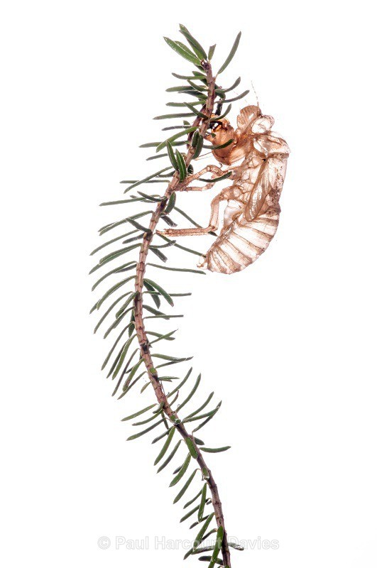 Exoskeleton of Cicada (Cicada orni) MYN - Small Creatures - WB