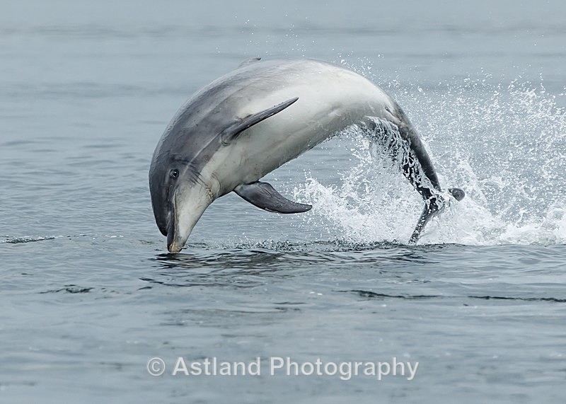 Astland Photography, Bird and Wildlife Images, Susan and Peter Wilson, U.K.