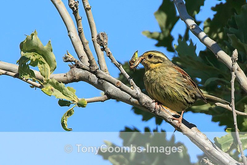 Cirl Bunting m  1604-10571 - Lesvos ~ Other Birds