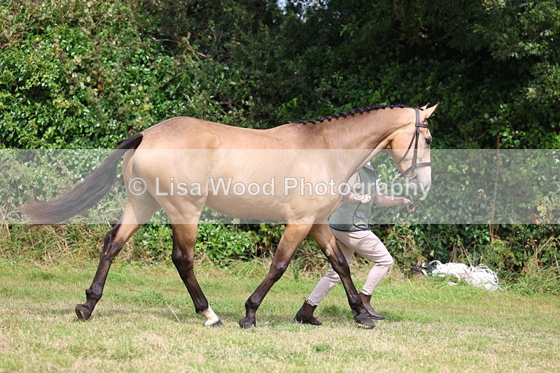 3E7A5501 - Class 20: Sports Horse In Hand