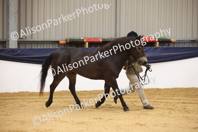 20260913-1111 - Class 110 - Bred In Other In Hand