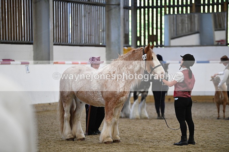 WJ5_4735 - Class 7 In hand coloured / odd coloured