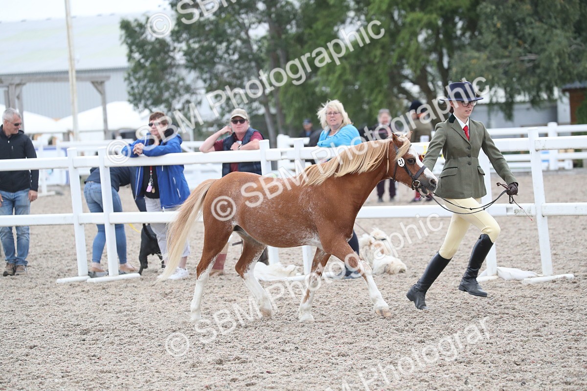 SBM_17972 - Class 317 IH Pure bred Horse/Pony