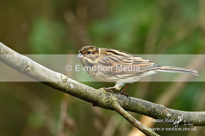 Reed Bunting f 200116 2 - Nature