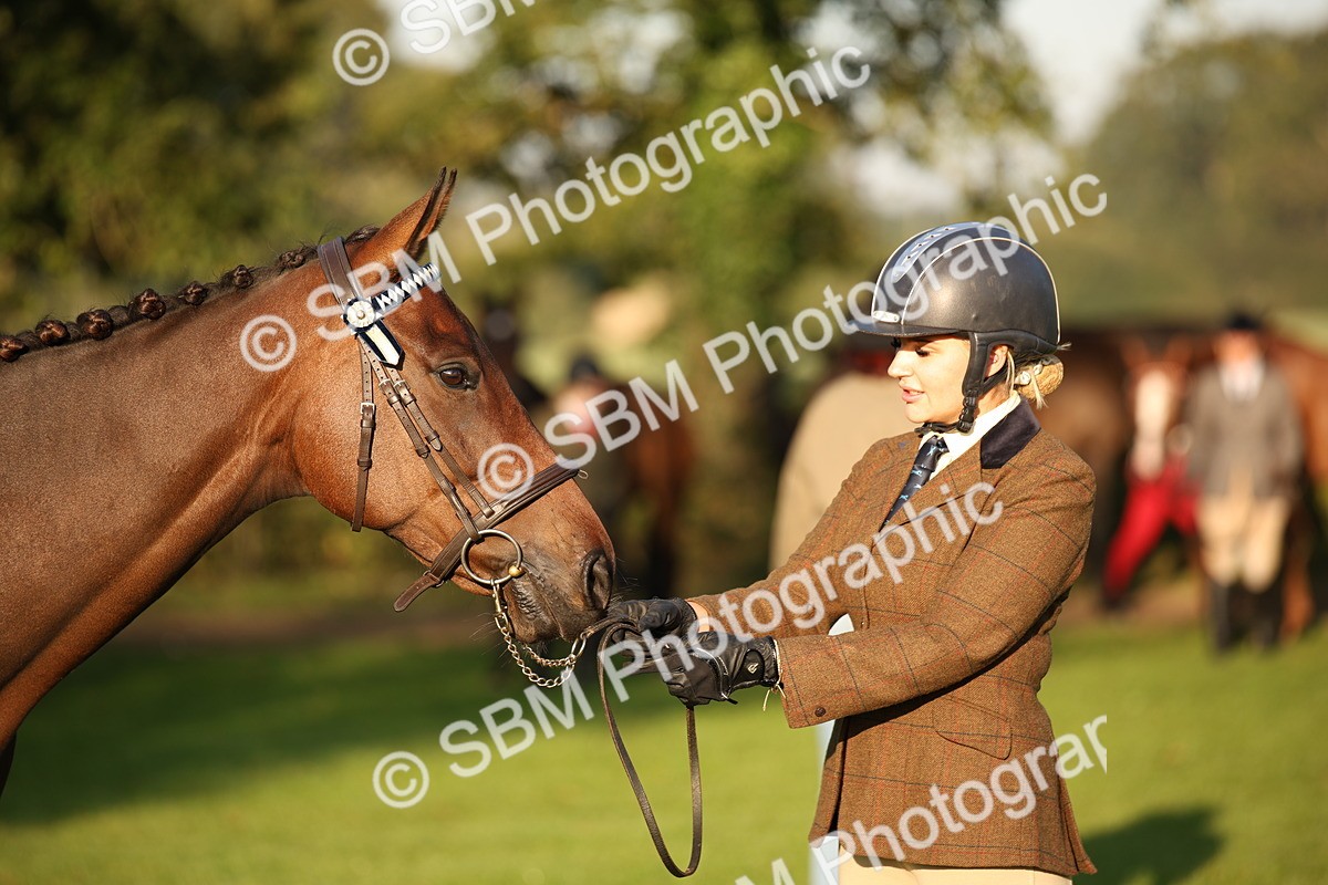 SBM_56902 - S49 - Riding Horse & Hack & Thoroughbred In Hand