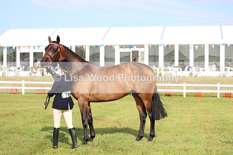 3E7A8303 - Class 2: Rising Star Large Hack/Riding Horse