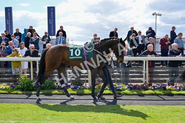 yr12052022r3-5 - Race 3 3.00pm The Paddy Power Hambleton Stakes
