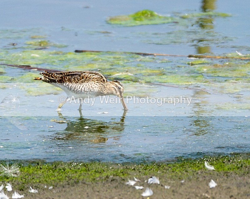 20110730-_MG_6435 - Common Snipe