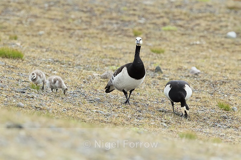 Barnacle Geese family feeding, Jokulsarlon, Iceland - Barnacle Goose