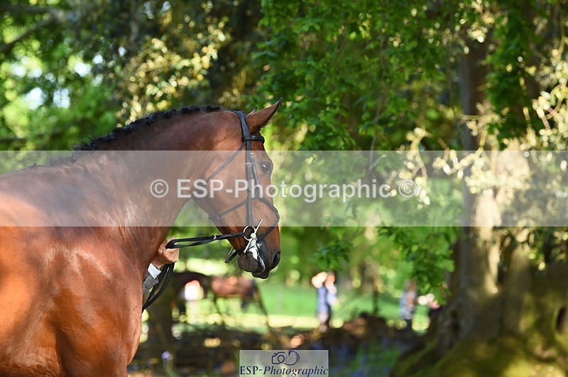 230524-164840-01107 - 116-MONBEG_DARWIN-Michael_Owen-WEDTrotUp+DR