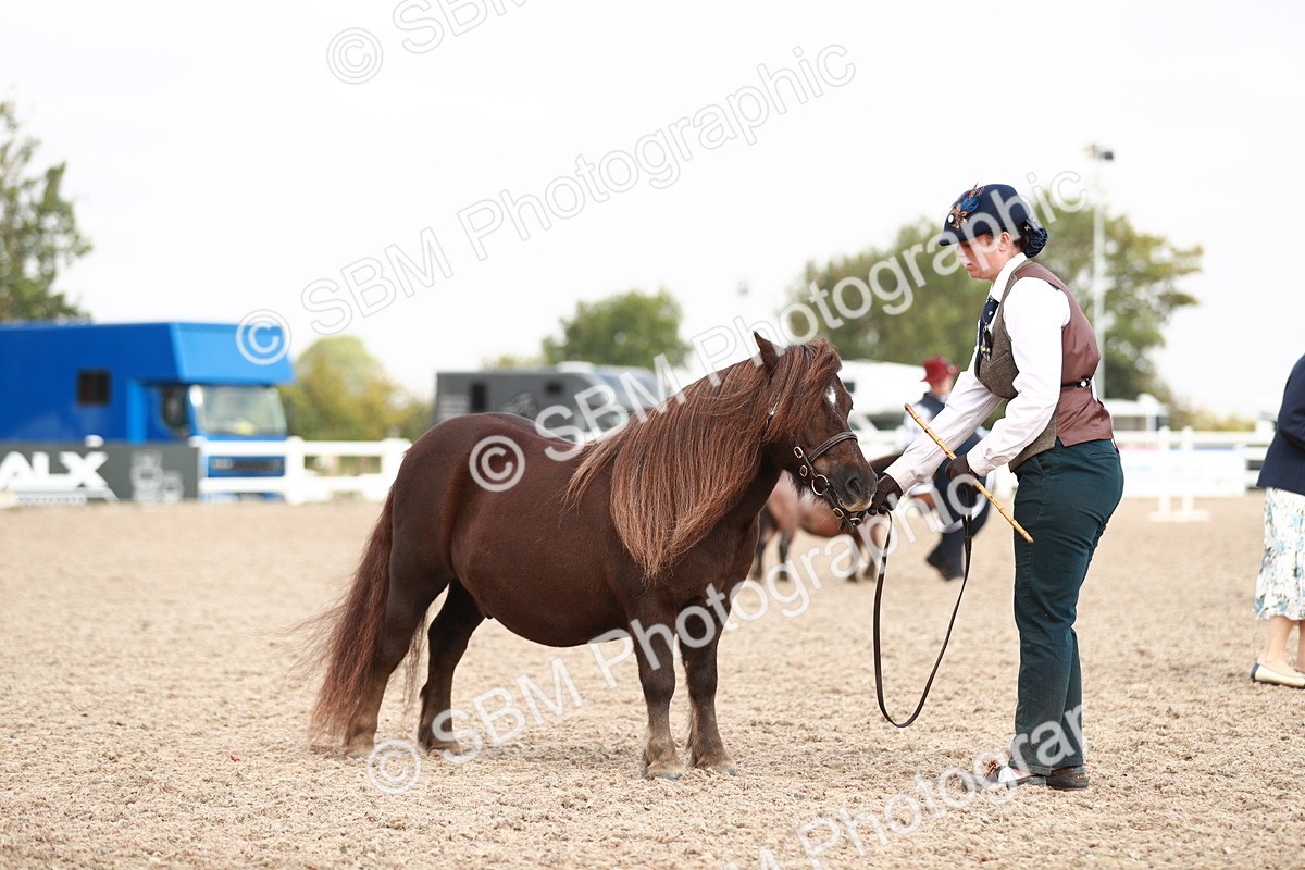 SBM_11896 - Class 206 IH Non Show Type Pony
