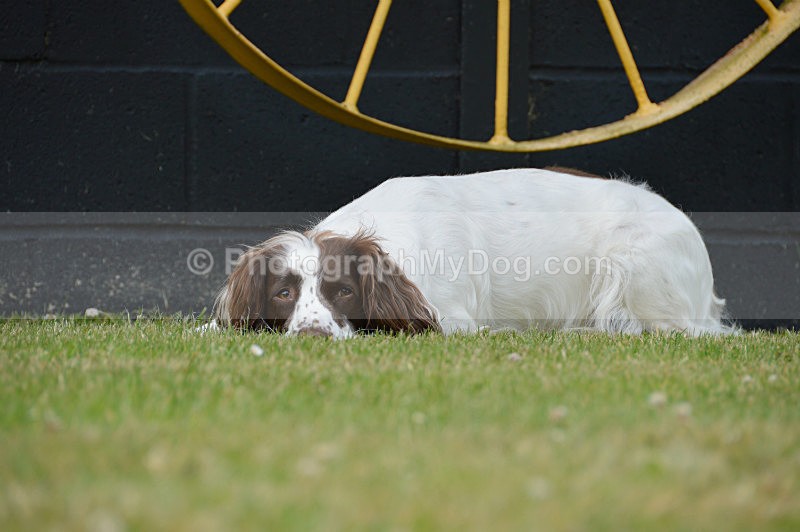  - English Springer Spaniels