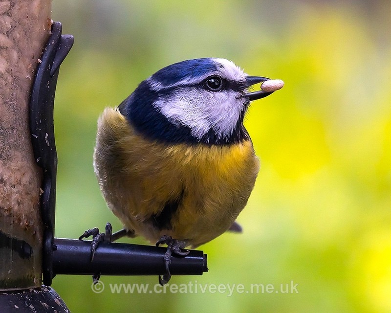No.0070. 'Bean Stealer' - Animal world