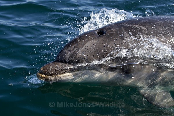 Common Bottlenose Dolphin, Isle of Mull - ISLE OF MULL WILDLIFE, Wildlife images from the Inner Hebrides