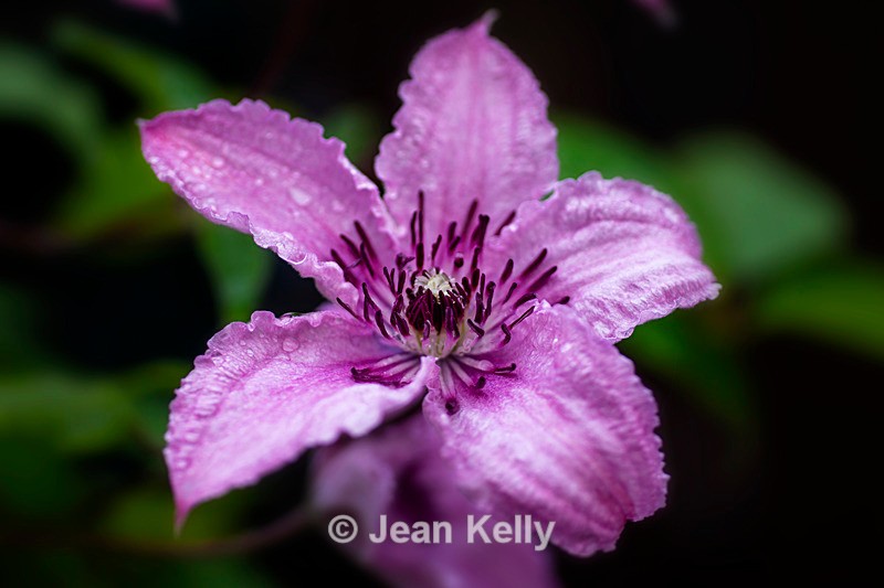 Purple Clematis after the rain - DSC_4918 - Purple
