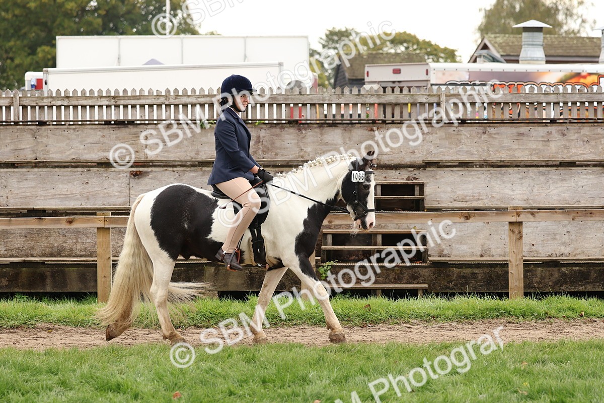 SBM_59837 - S36 - Rehabiliated Rescue Horse & Pony In Hand & Ridden