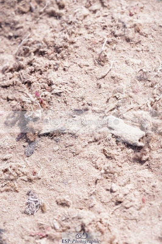 250628-160512-06325 - Cls 23 Pony Intro & 80cm Open