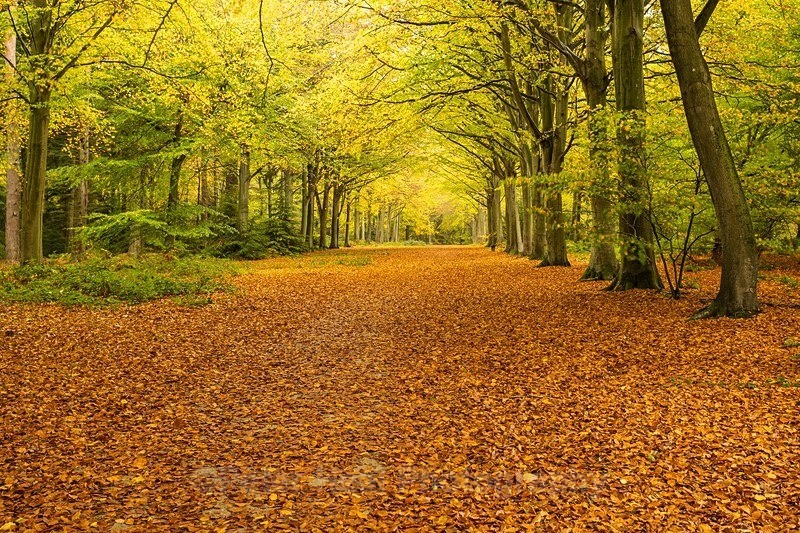 PHEA5997_Felbrigg - Landscapes