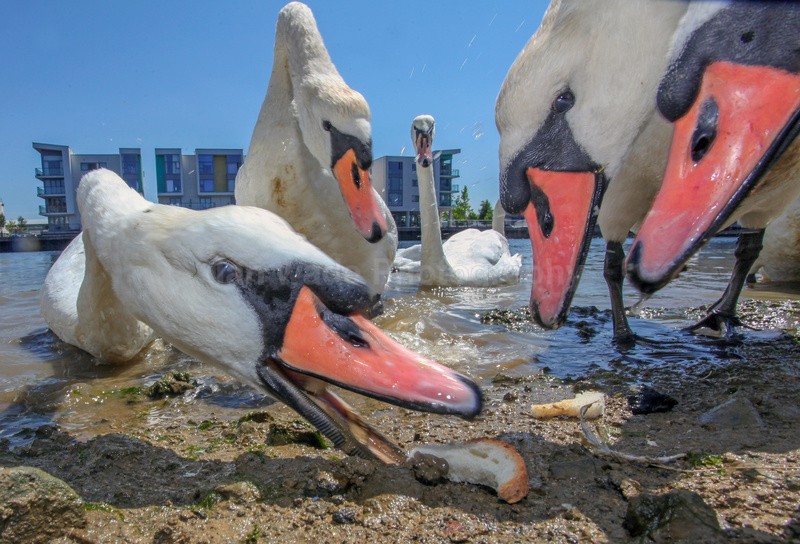  - Urban Mute Swan Photography