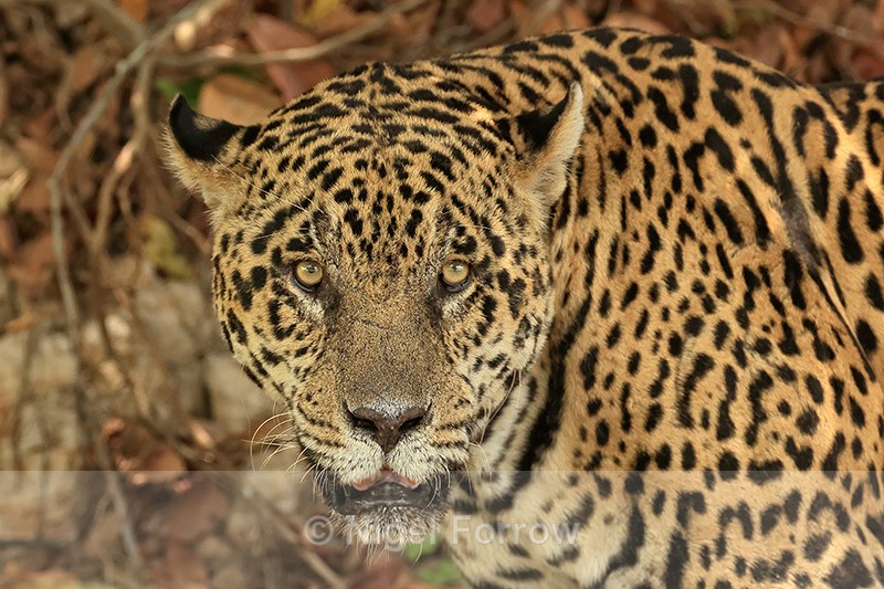 Male Jaguar portrait, Corixo Negro, Mato Grosso, Brazil - Jaguar