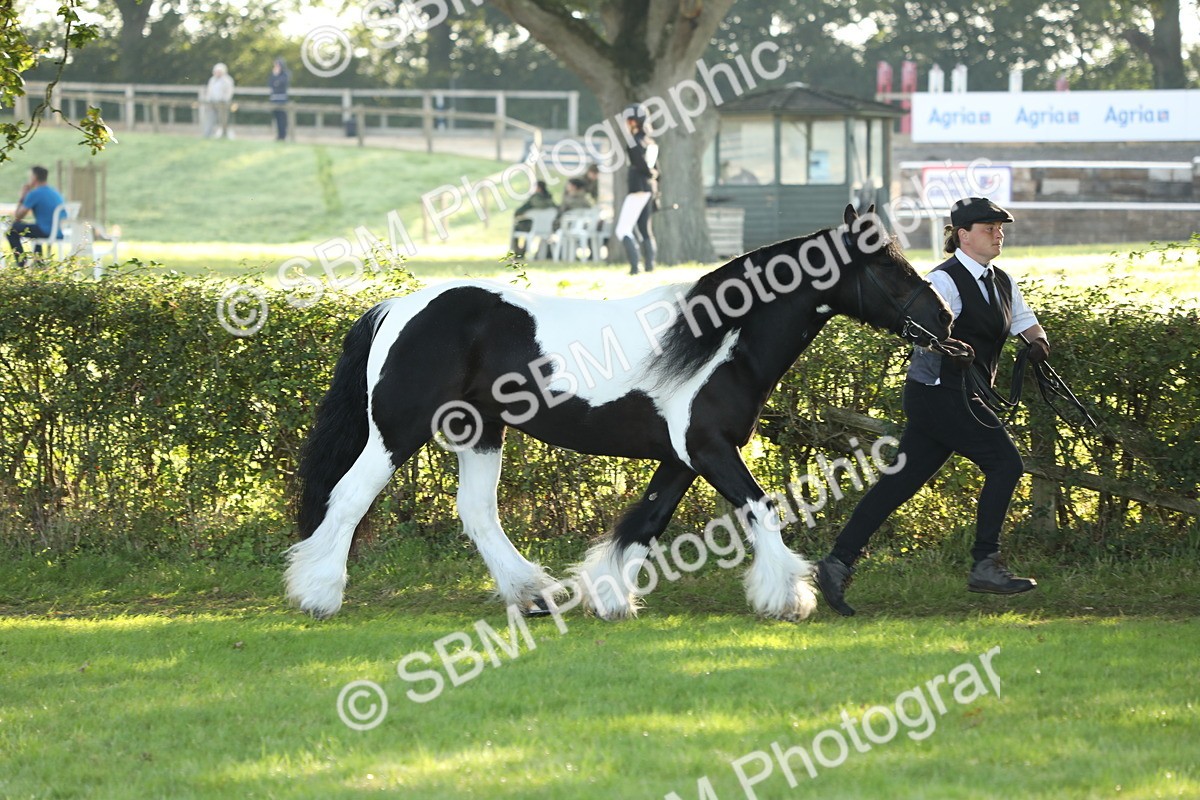 SBM_60870 - S43 - Coloured Pony In Hand