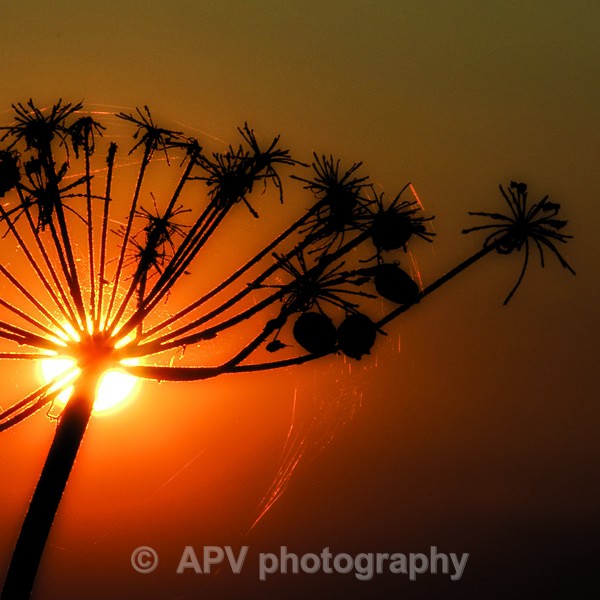Cow Parsley Sunset - Square Cards