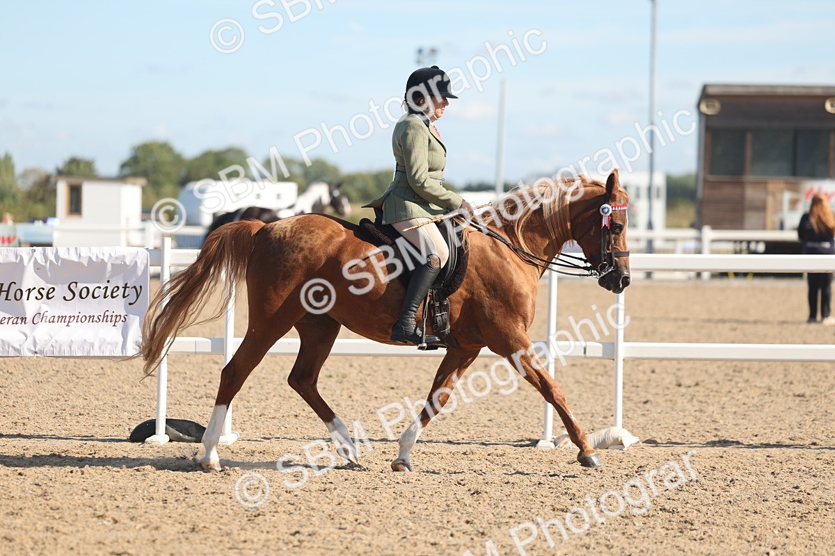 SBM_13000 - Class 305 - Ridden Foreign Breed Pure Bred