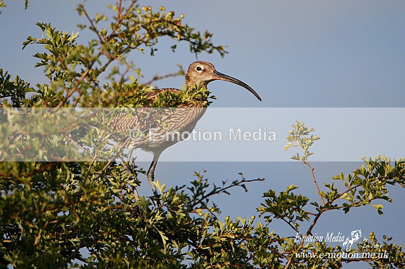 260620 -1125a - Nature