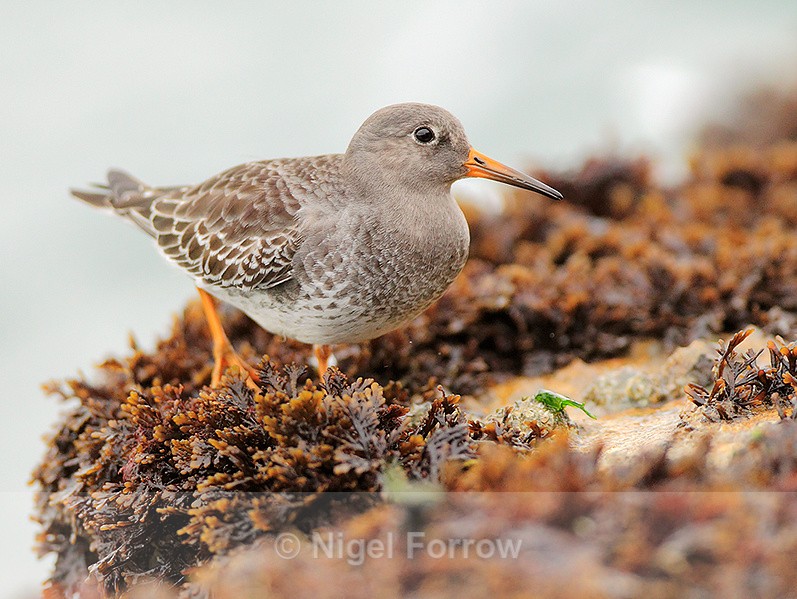 Purple Sandpiper amongst the seaweed near the Sandbanks chain ferry - Purple Sandpiper