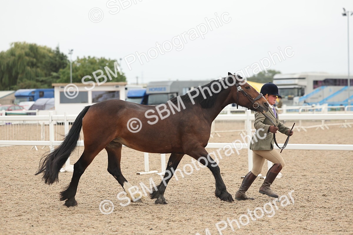 SBM_19782 - Class 318 - IH Part Bred Horse-Pony