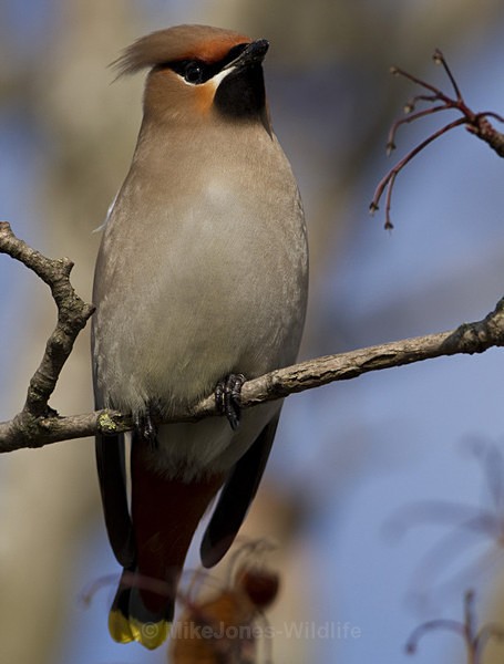 WAXWINGS (ww 03) - THE WAXWING GALLERY