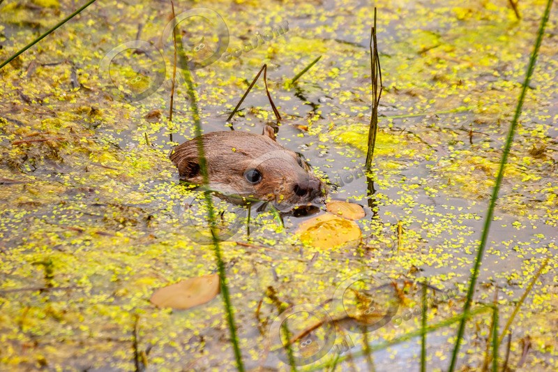 european otter lutra lutra-4 - UK Wildlife