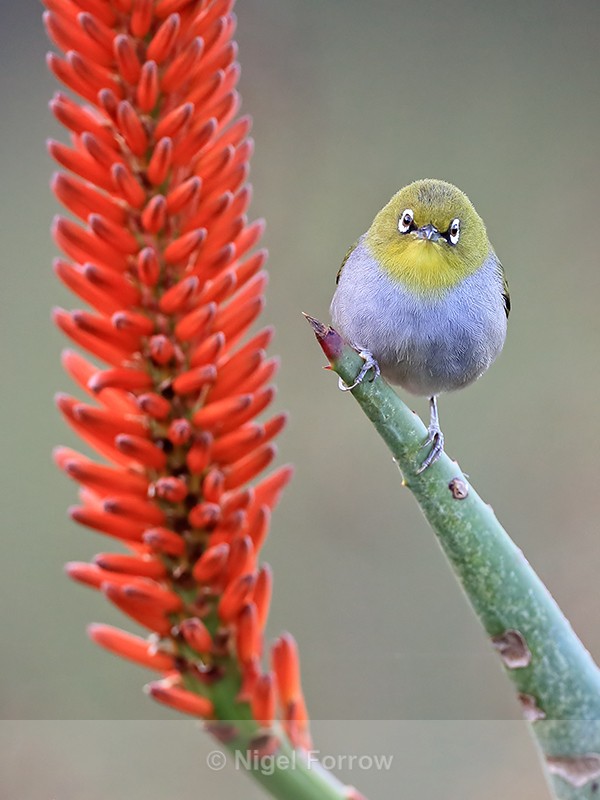 Cape White-eye, front view, Kirstenbosch Botanical Garden - Cape White-eye