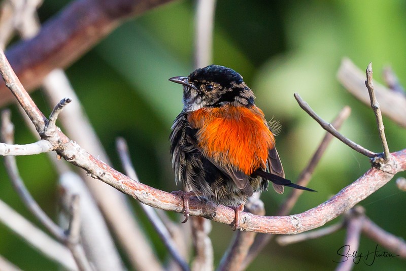 Red Wren Young Male 1