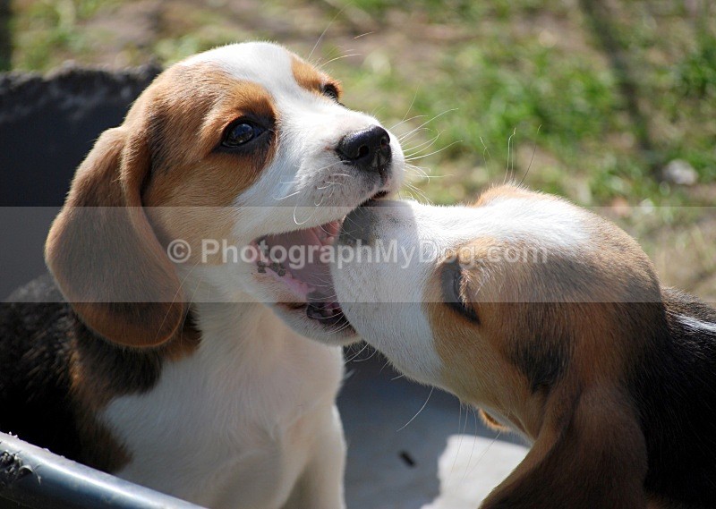  - Beagles