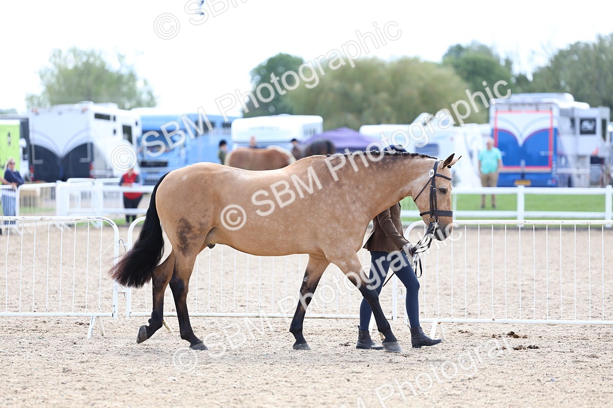 SBM_15310 - Class 312 - IH Competition Horse-Pony