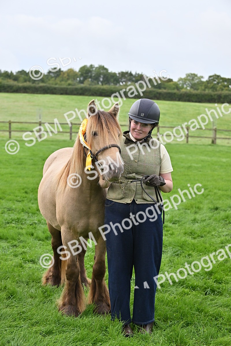 SBM_56999 - S45 - Coloured Pony In Hand