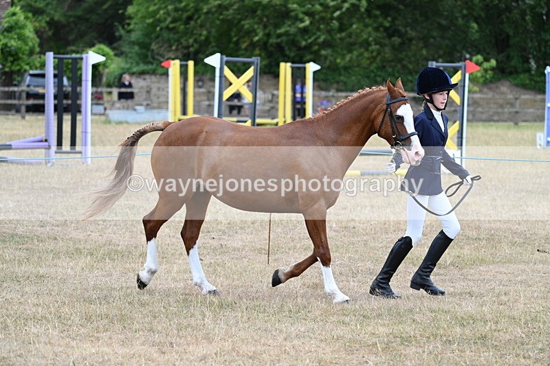 WJ7_8557 - Class 4 Prettiest Mare up to 14.2hh
