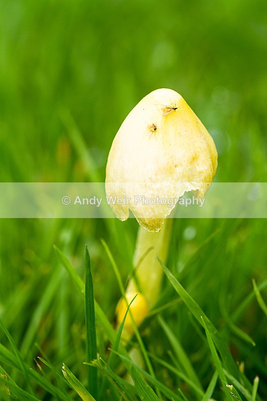 20131005-_MG_5618 - Fungii