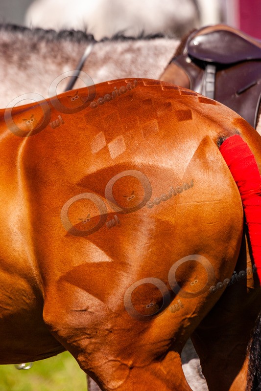 Horse rump pattern_8119 - Pet Photography