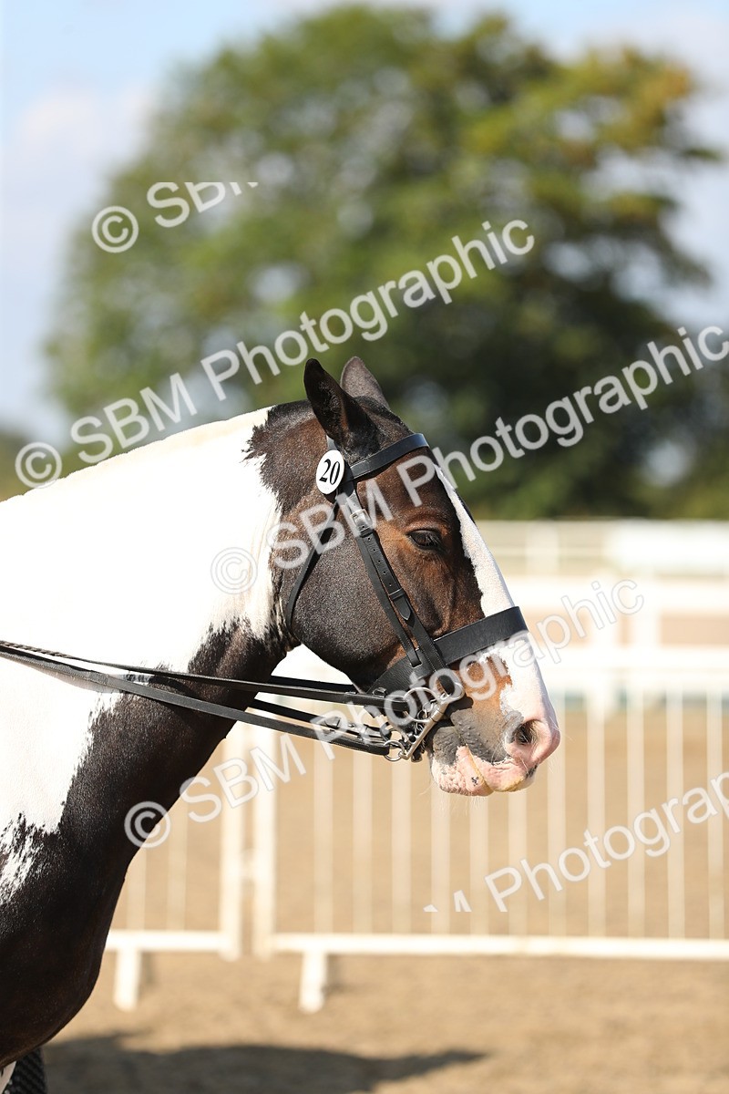 SBM_03200 - Class 44 Riding Club Horse/ Pony