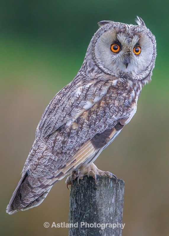 Long-eared owl - Latest Images