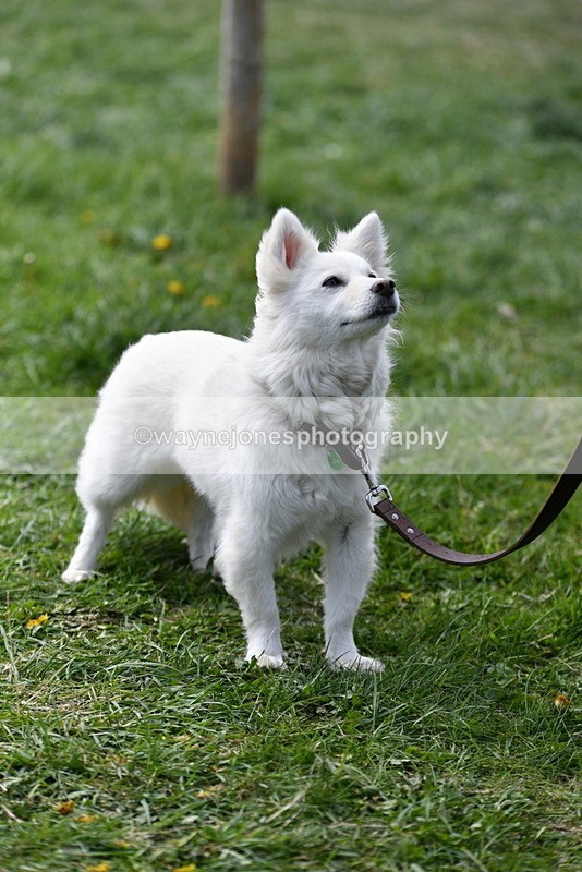 WJ5_0813 - Best in Show Championship